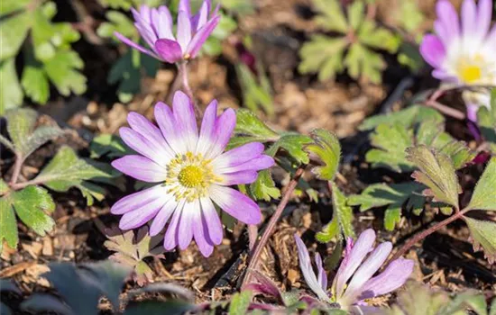 Anemone blanda 'Pink Star'