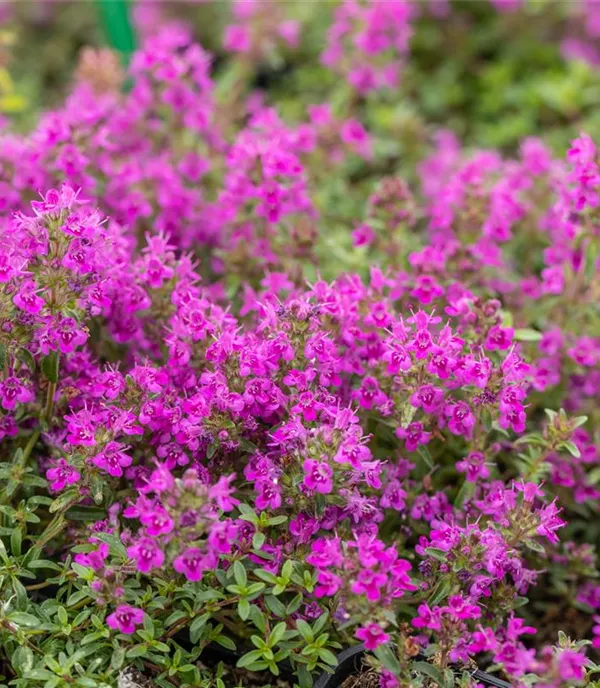 Thymus praecox 'Purple Beauty'