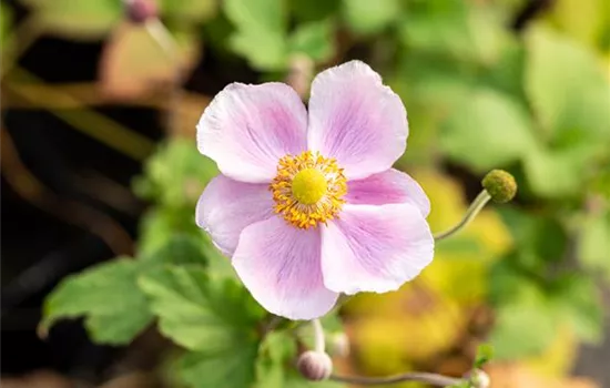 Anemone hupehensis 'Little Princess'
