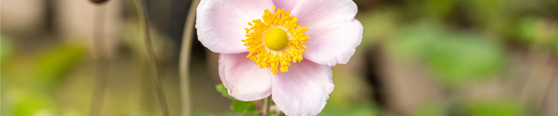 Bodendecker online kaufen | Bauer Baumschulen AG Bodendecker online kaufen | Bauer Baumschulen AG