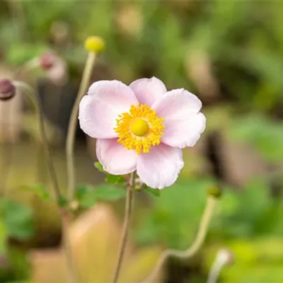 Topfgrösse 0.5 Liter - Herbstanemone - Anemone hupehensis 'Septembercharme'