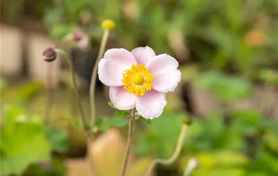 Anemone hupehensis 'Septembercharme'