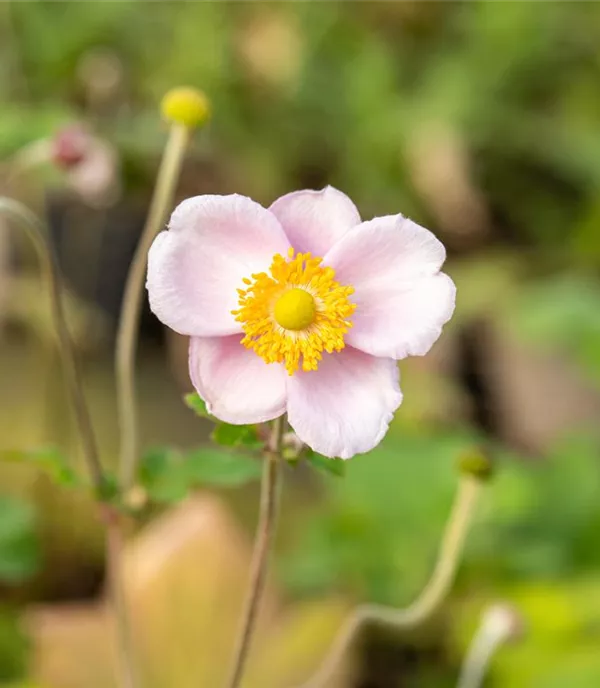 Anemone hupehensis 'Septembercharme'