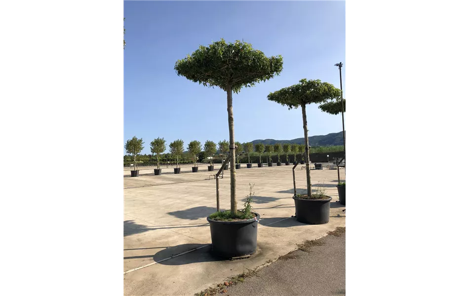 Acer campestre dachförmig Acer campestre dachförmig