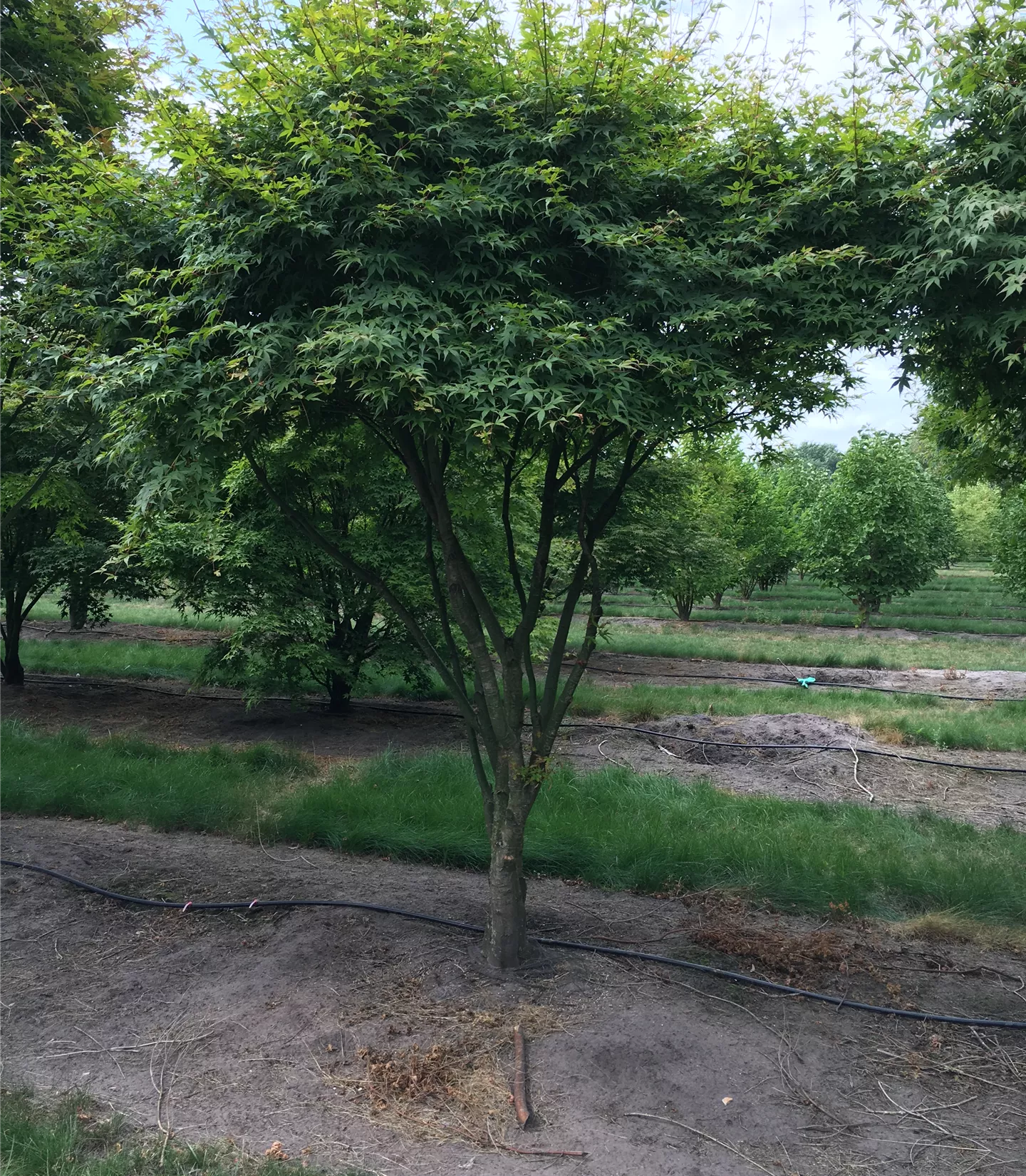 Acer palmatum Schirmform