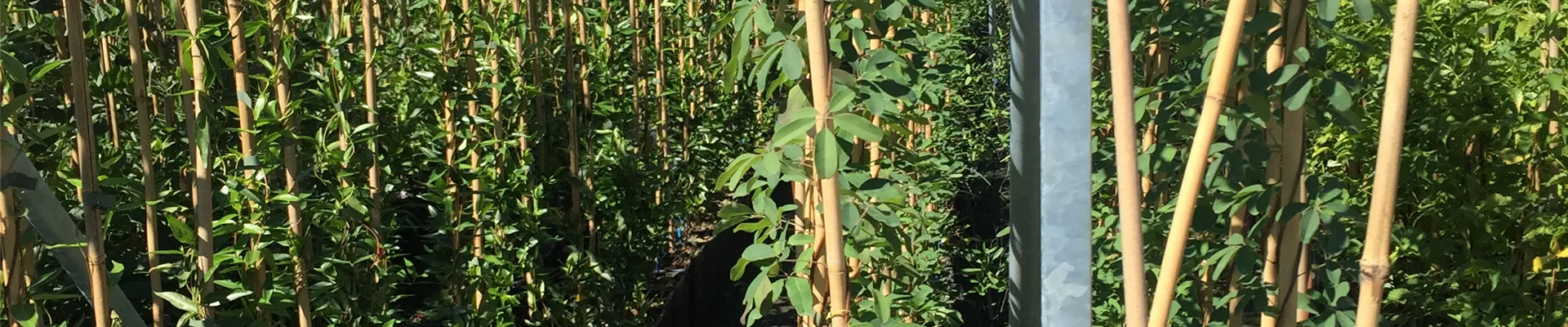 Bodendecker online kaufen | Bauer Baumschulen AG Bodendecker online kaufen | Bauer Baumschulen AG