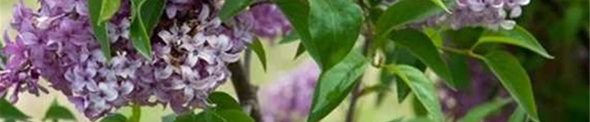 Boutique de plantes Boutique de plantes