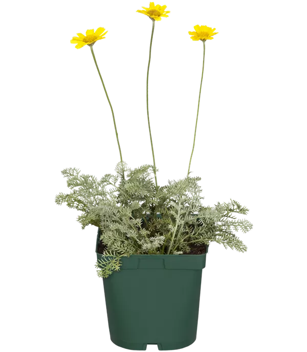 Anthemis tinctoria