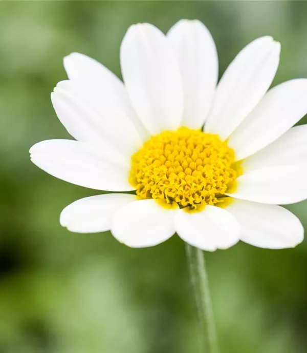 Anthemis tinctoria CH-Oekotyp