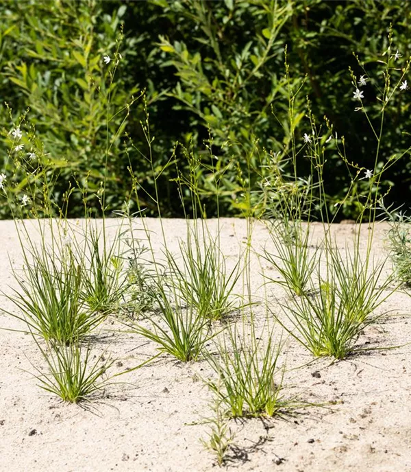 Anthericum liliago