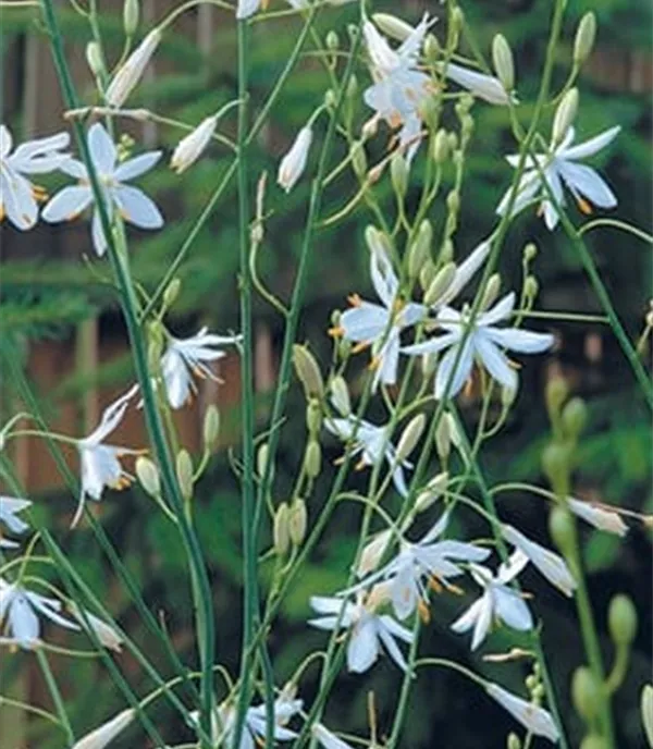 Anthericum ramosum