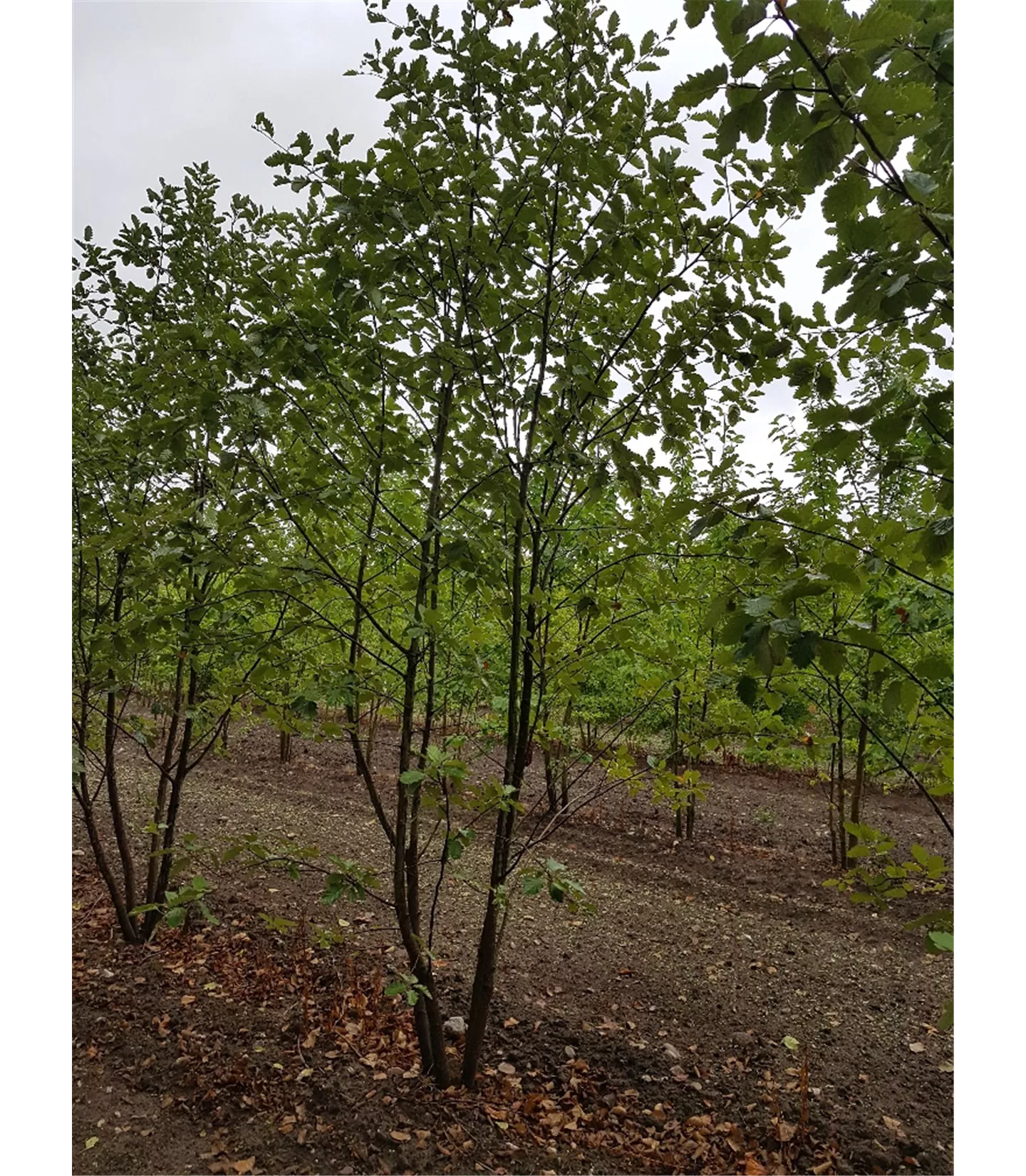 Sorbus intermedia