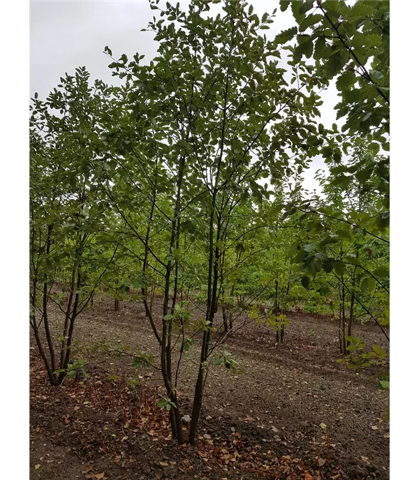 Sorbus intermedia
