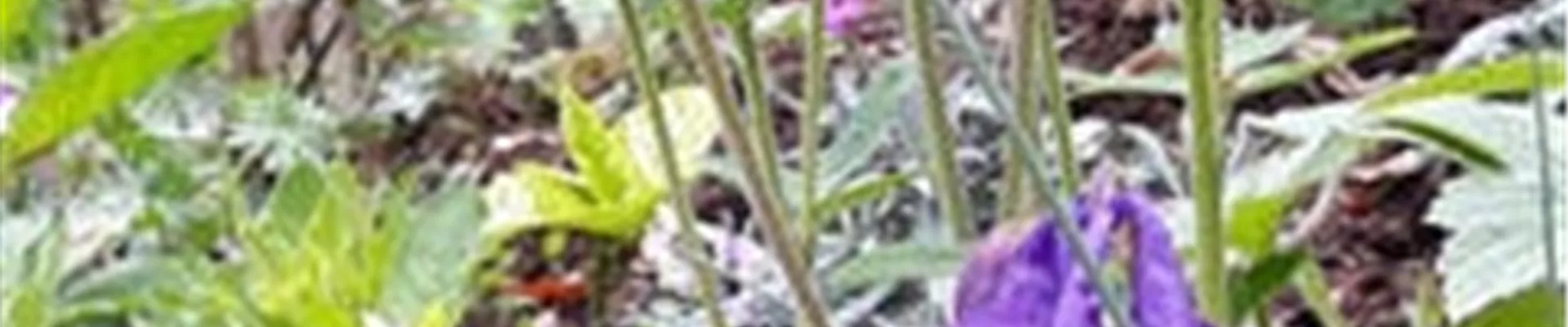 Bodendecker online kaufen | Bauer Baumschulen AG