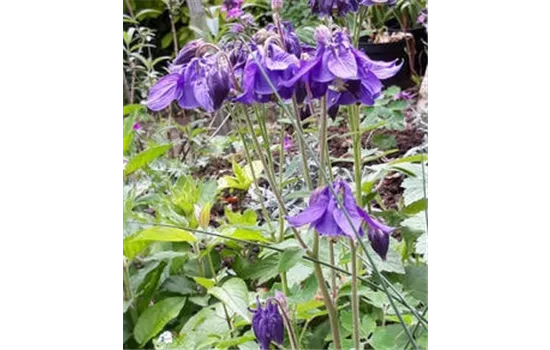 Aquilegia alpina Aquilegia alpina