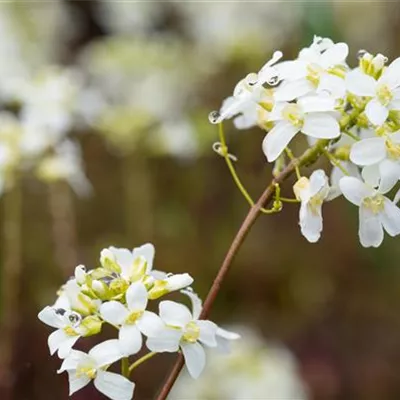 Topfgrösse 0.5 Liter - Gänsekresse - Arabis procurrens