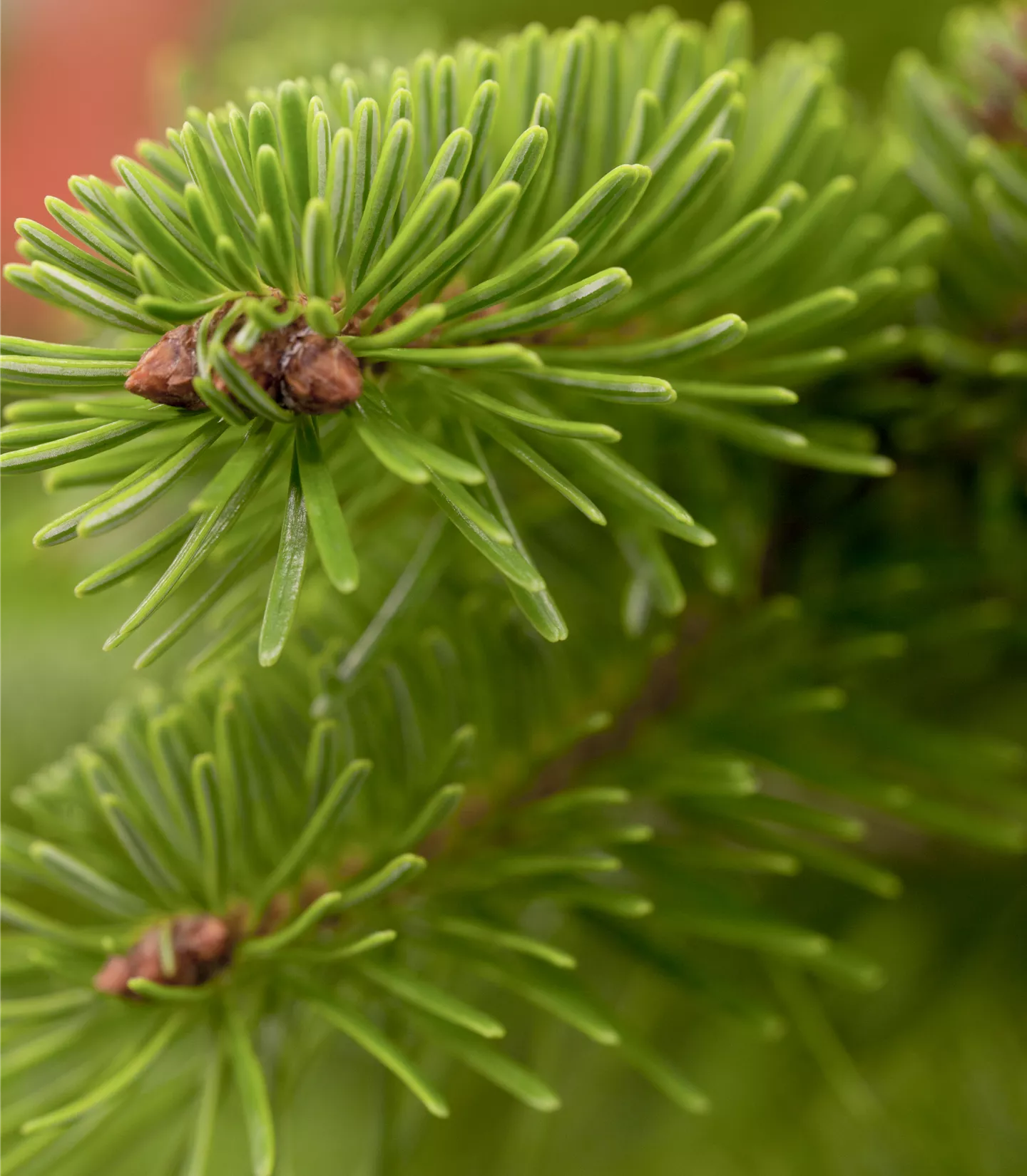 Abies nordmanniana