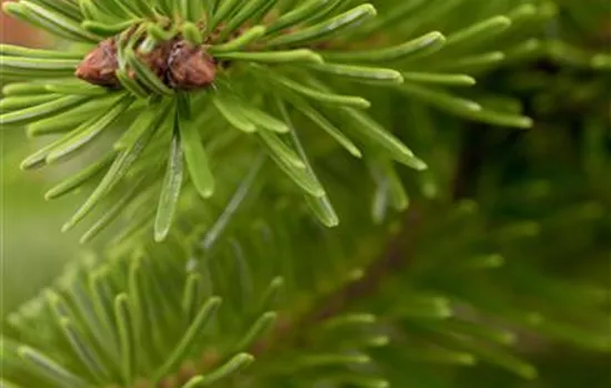 Abies nordmanniana