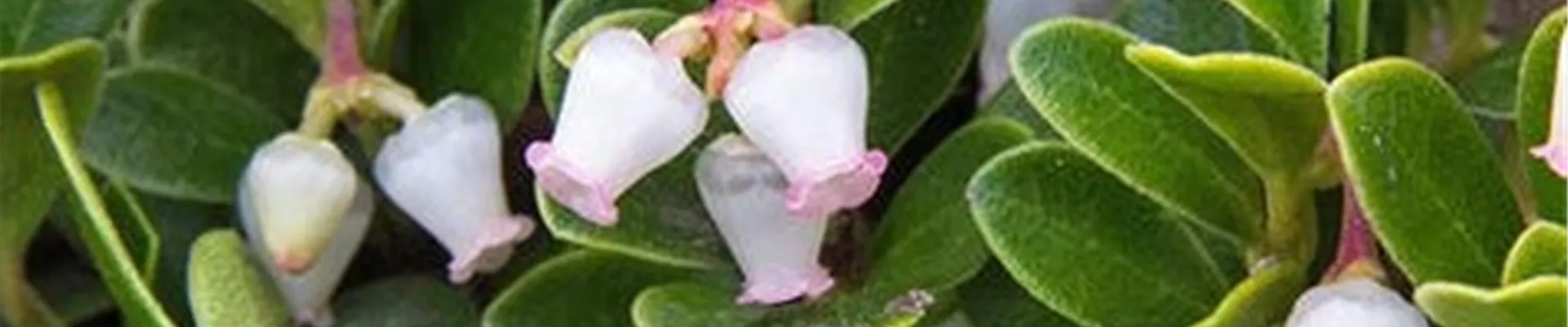 Le rhododendron Le rhododendron