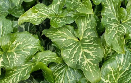 Arum italicum
