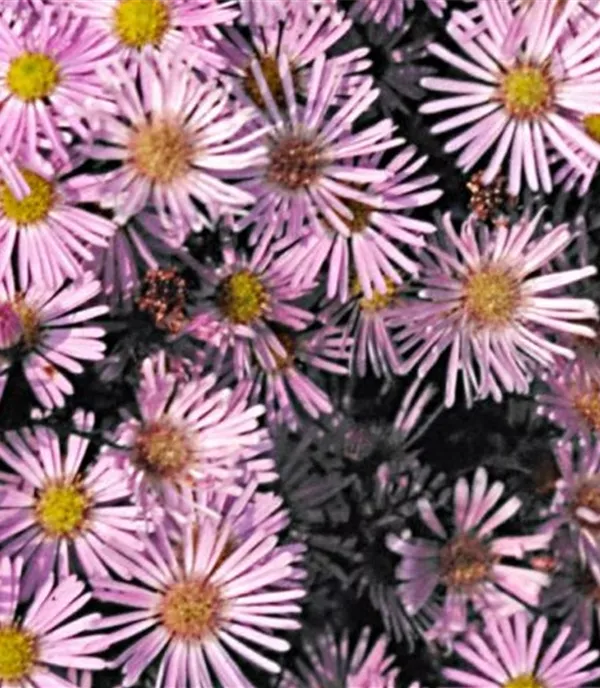 Aster 'Pink Star'