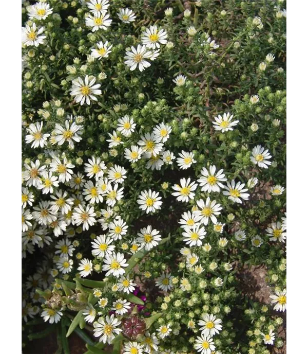 Aster 'Snow Flurry'