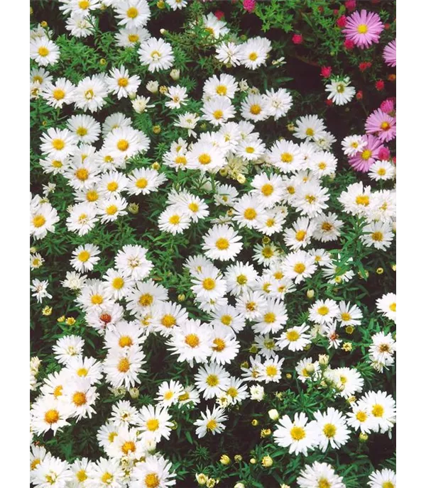 Aster (Dumosus-Gruppe) 'Apollo'