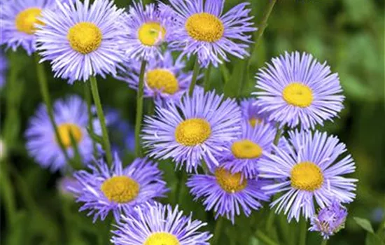 Aster (Dumosus-Gruppe) 'Mittelmeer'