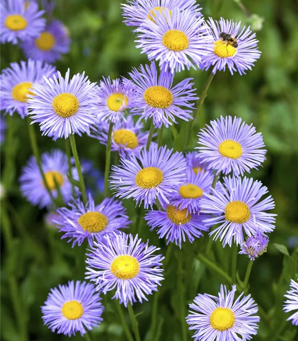 Aster (Dumosus-Gruppe) 'Mittelmeer'