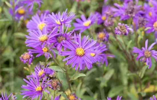 Aster amellus 'Veilchenkönigin'