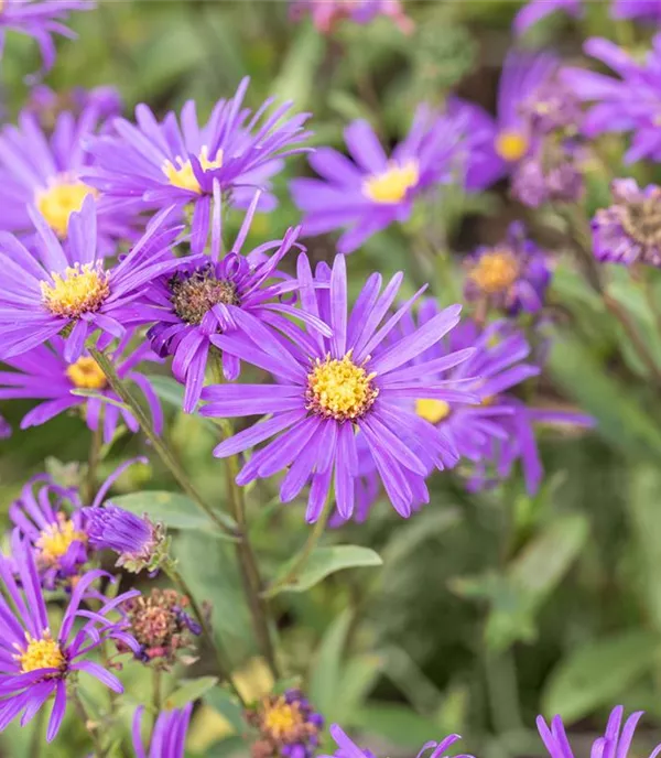 Aster amellus 'Veilchenkönigin'