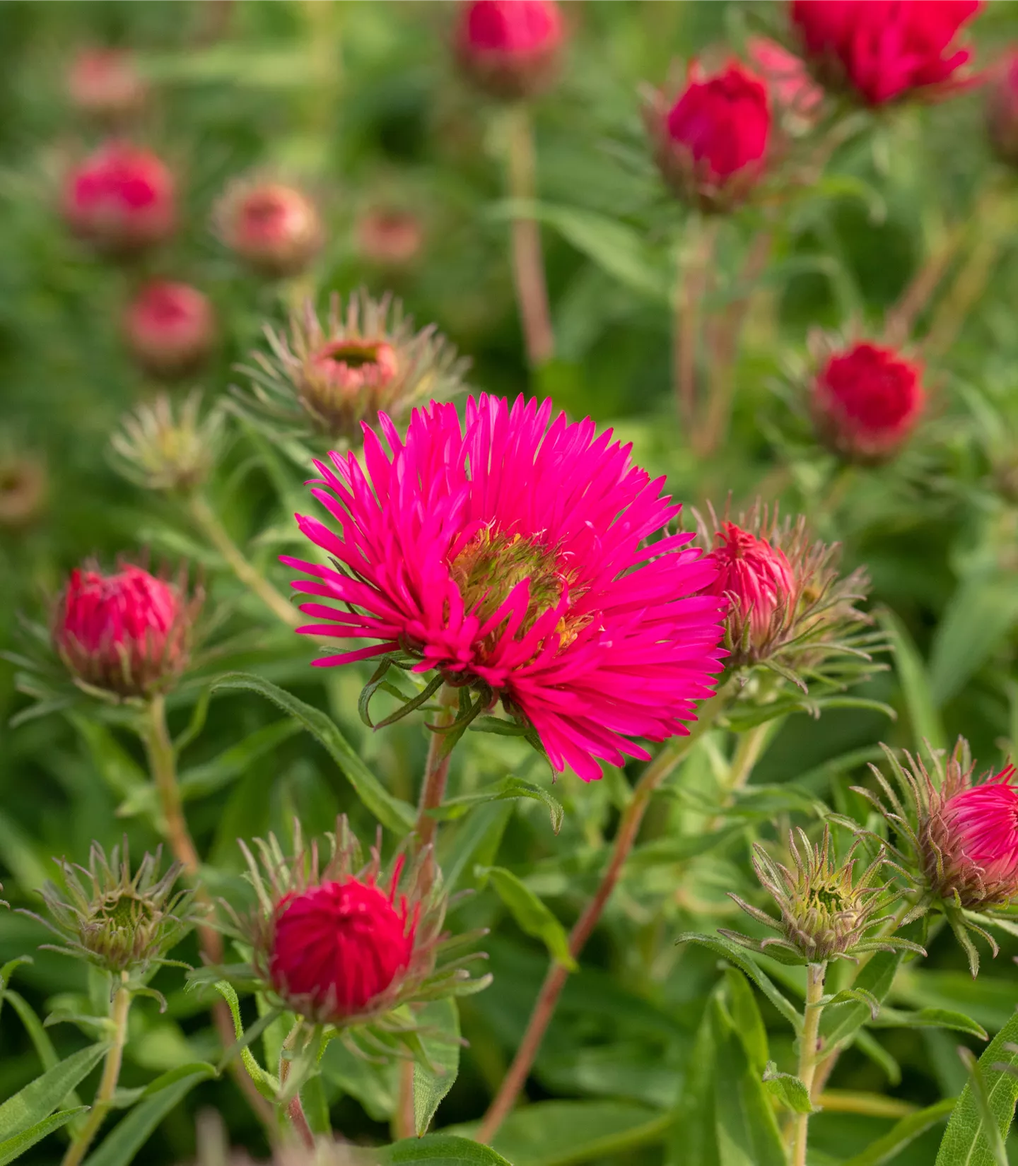 Aster novae-angliae 'Andenken an Alma Pötschke'
