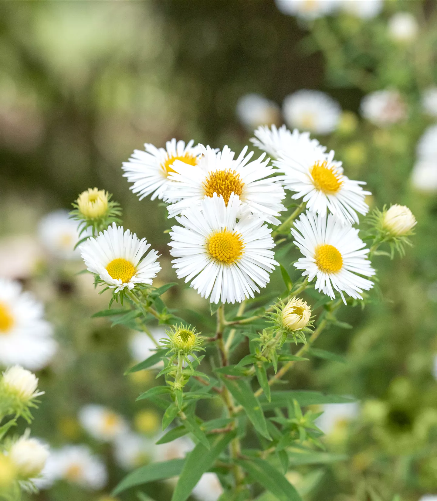 Aster novae-angliae 'Herbstschnee'