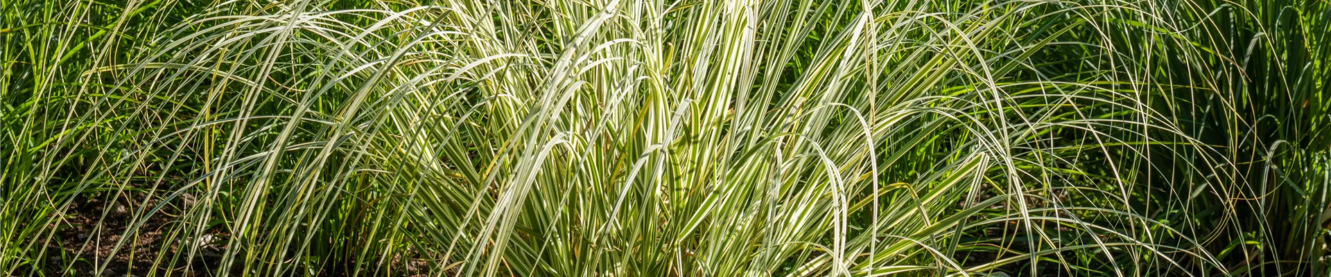 Bodendecker online kaufen | Bauer Baumschulen AG Bodendecker online kaufen | Bauer Baumschulen AG