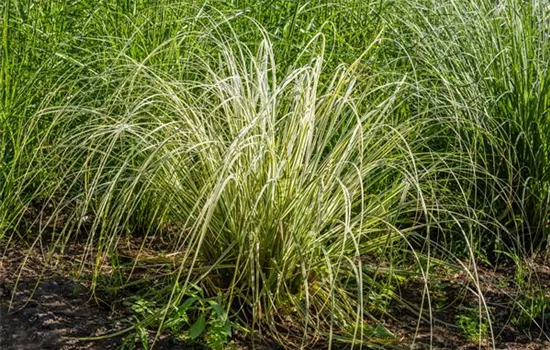 Calamagrostis acut. 'Overdam'