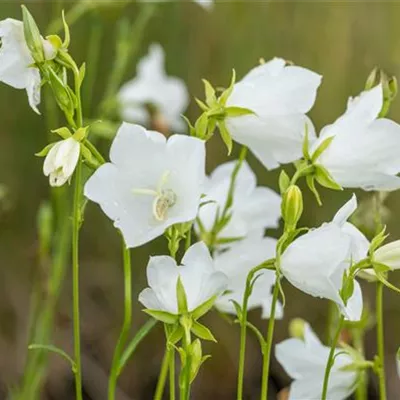 Topfgrösse 0.5 Liter - Pfirsichblättrige Glockenblume - Campanula persicifolia 'Grand. Alba'