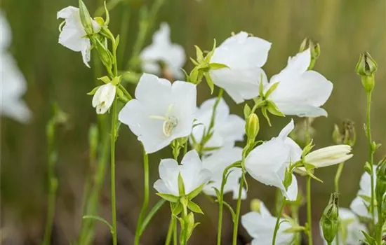 Campanula persicifolia 'Grand. Alba'