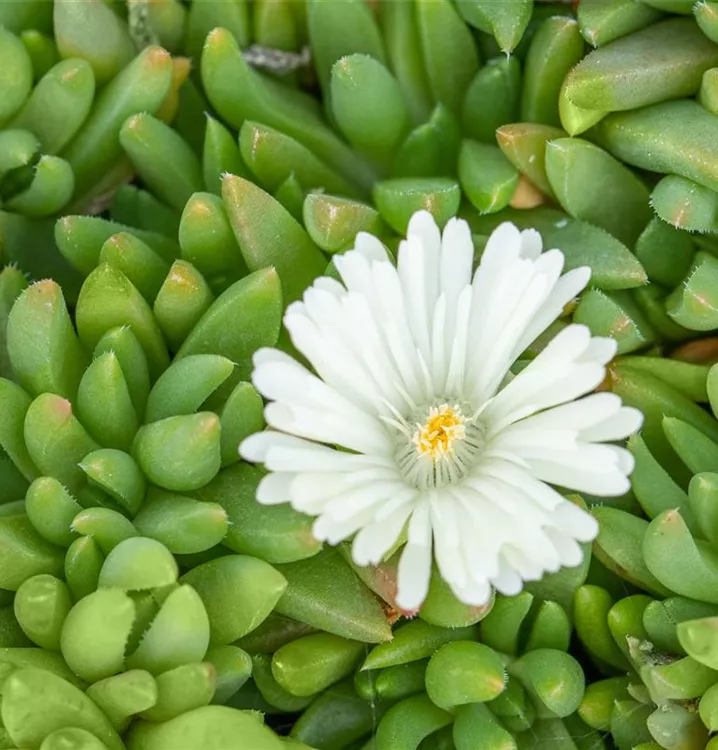 Mittagsblümchen - Delosperma congestum 'Album'