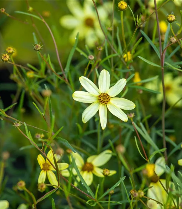 Coreopsis verticillata 'Moonbeam'