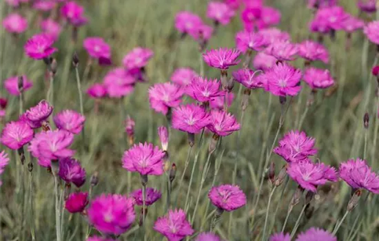 Dianthus carthusianorum