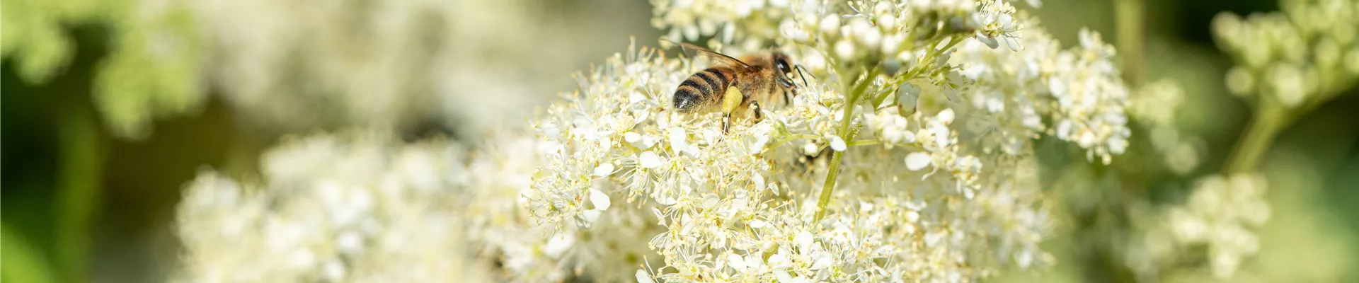 Bodendecker online kaufen | Bauer Baumschulen AG