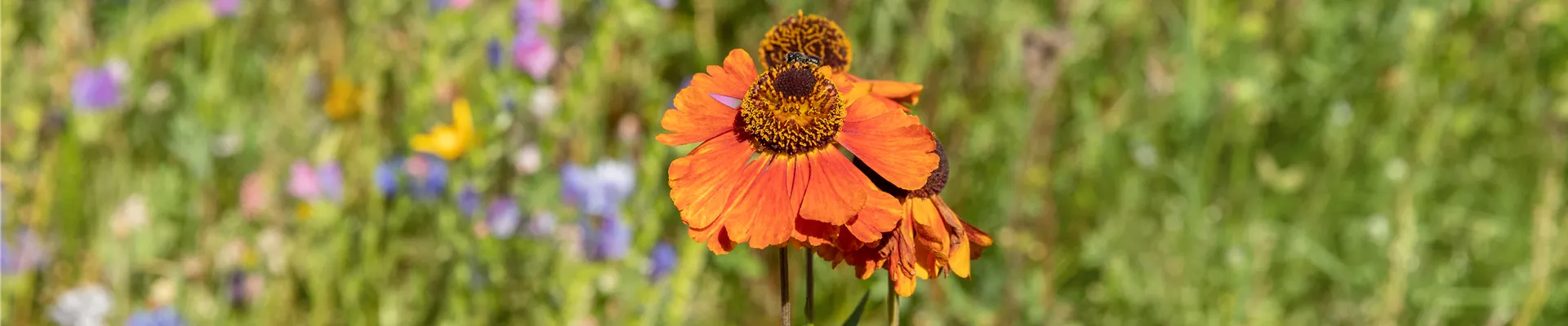 Bodendecker online kaufen | Bauer Baumschulen AG Bodendecker online kaufen | Bauer Baumschulen AG