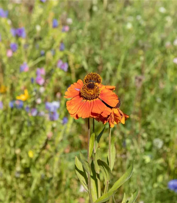 Helenium 'Crimson Beauty'