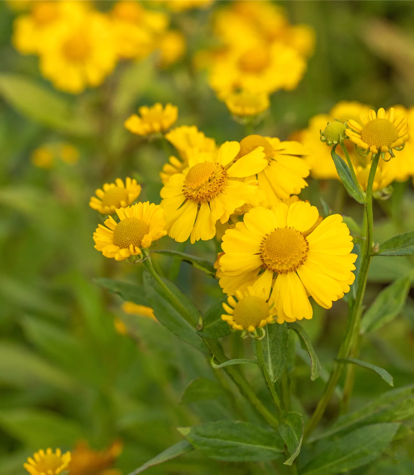 Helenium 'Kanaria'