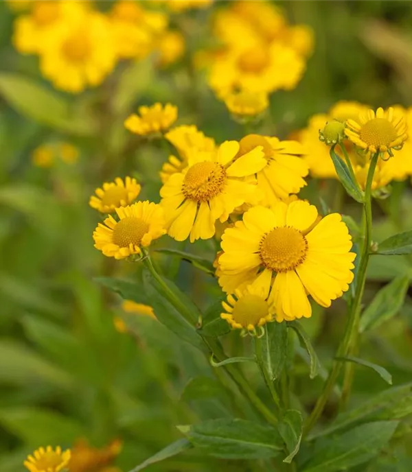 Helenium 'Kanaria'