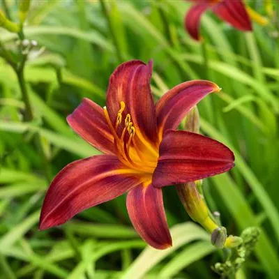 Topfgrösse 1 Liter - Taglilie - Hemerocallis 'Crimson Pirate'