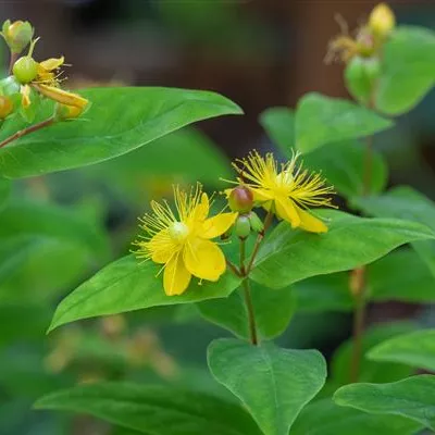 Topfgrösse 0.5 Liter - Gemeines Johanniskraut - Hypericum perforatum