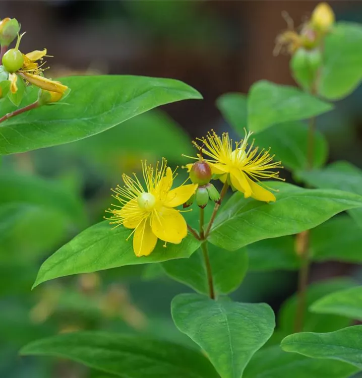 Gemeines Johanniskraut - Hypericum perforatum