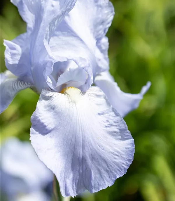 Iris (Pumila-Gruppe) 'Blue Denim'