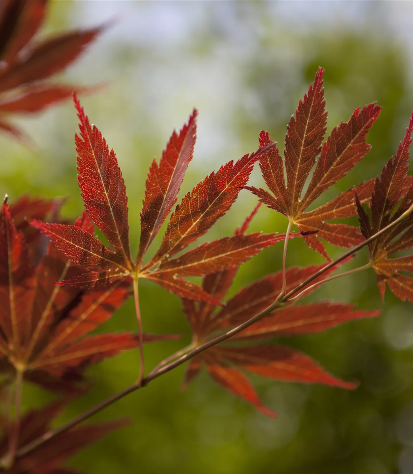 Arbres à feuilles caduques